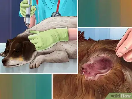 Image titled Adopt a Non‐Sporting Breed Step 14