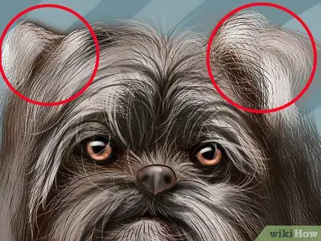 Image titled Identify an Affenpinscher Step 3