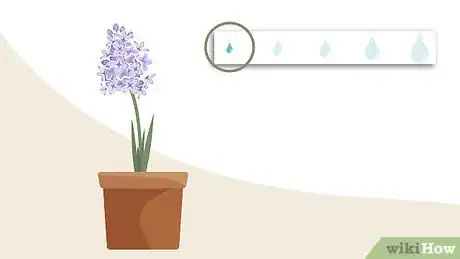 Image titled Plant Hyacinths Step 11
