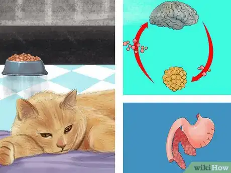 Image titled Diagnose Feline Hepatic Lipidosis Step 1
