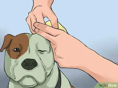 Image titled Care for an American Pit Bull Terrier Step 15
