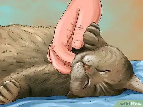 Image titled Train Your Cat with Positive Reinforcement Step 3