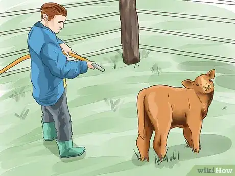 Image titled Raise Calves Step 13