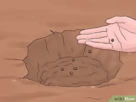 Image titled Grow Swamp Hibiscus Step 5