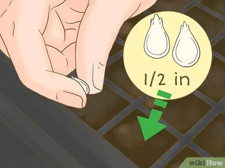 Image titled Grow Seedless Watermelons Step 5