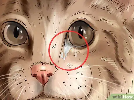 Image titled Check Your Cat's Nose Step 6