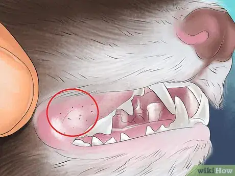 Image titled Diagnose Heart Disease in Ferrets Step 5