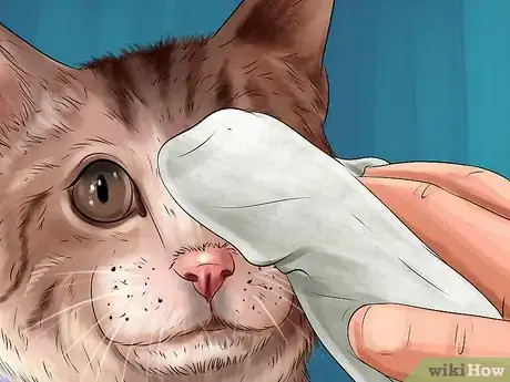 Image titled Check Your Cat's Nose Step 3