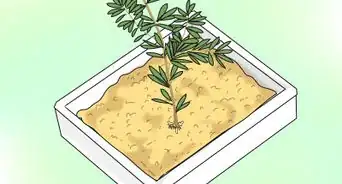 Propagate Grevilleas