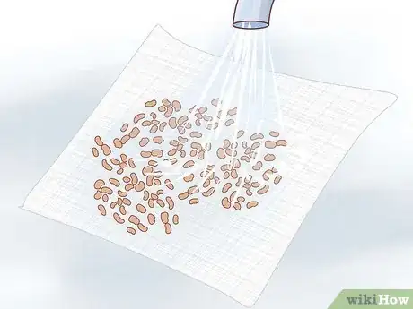 Image titled Grow Alfalfa Sprouts Step 13