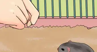 Set a Routine for Your Hamster