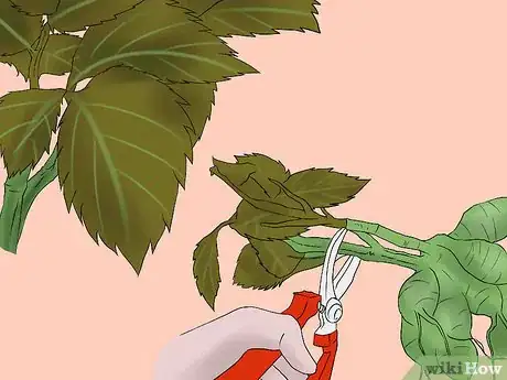 Image titled Overwinter Dahlias Step 2Bullet1