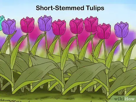 Image titled Get Tulip Bulbs Step 11