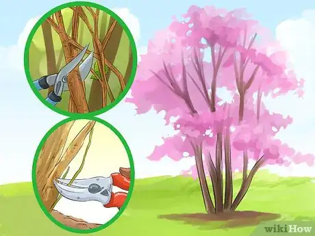 Image titled Prune a Redbud Tree Step 12