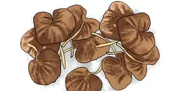 Grow Geraniums in Pots