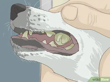 Image titled Check for Signs of Dental Disease in Dogs Step 2