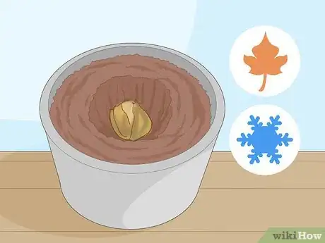 Image titled Plant English Bluebell Bulbs Step 5