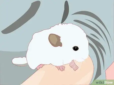 Image titled Entertain Your Chinchilla Step 1