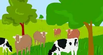 Graze Cattle on Pasture