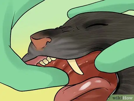 Image titled Diagnose Chronic Vomiting in Cats Step 5