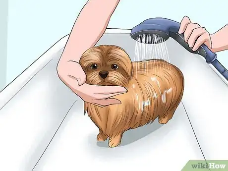 Image titled Bathe a Shih Tzu Puppy Step 7