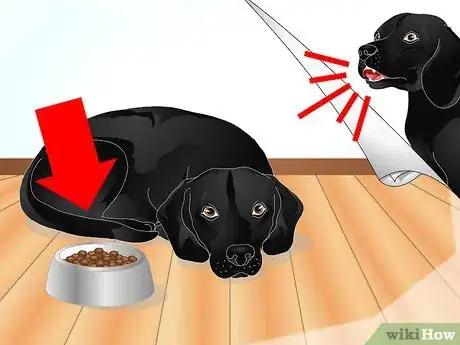 Image titled Diagnose Ascarids in Dogs Step 1