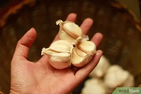 Image titled Store Fresh Garlic Step 6