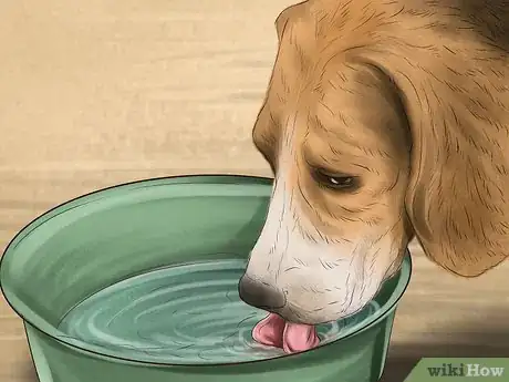 Image titled Care for Your Dog in the Winter Step 4