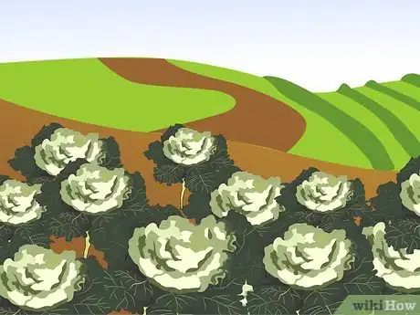 Image titled Grow Ornamental Flowering Kale Plants Step 12