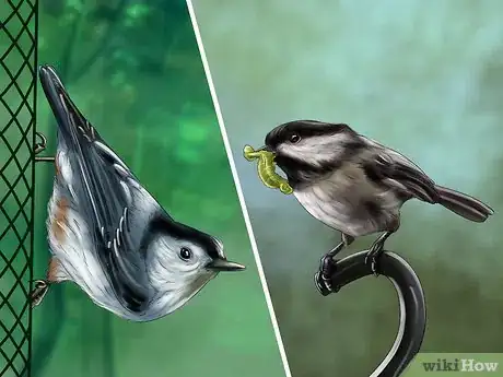 Image titled Recognize the Chickadee Step 4