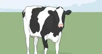 Treat Bovine Respiratory Disease