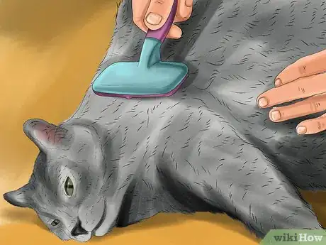 Image titled Take Care of a Selkirk Rex Step 1