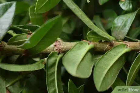Image titled Grow Flowering Plants Through Stems Step 2