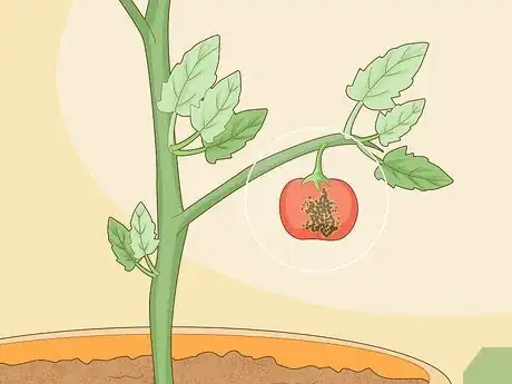 Image titled Identify Tomato Plant Diseases Step 9