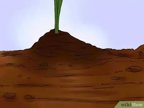 Image titled Overwinter Lily Bulbs Step 11