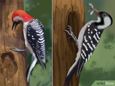 Image titled Tell the Difference Between Downy and Hairy Woodpeckers Step 6