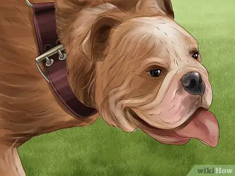 Image titled Adopt a Non‐Sporting Breed Step 13