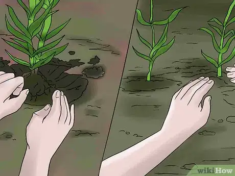 Image titled Help Carnations Make a Comeback Step 6