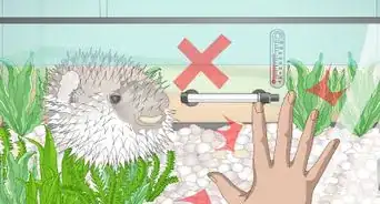 Purchase and Care for a Puffer Fish