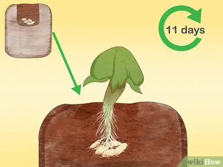 Image titled Grow Ghost Peppers Step 9