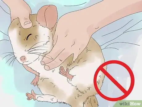 Image titled Manage Broken Bones in Chinchillas Step 5