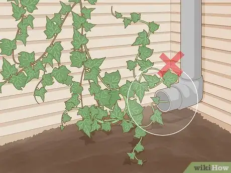 Image titled Keep an Ivy Plant Healthy Step 16