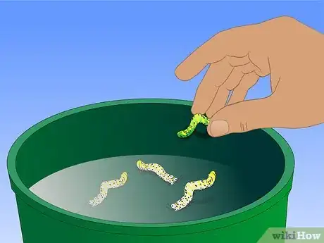 Image titled Grow Ornamental Flowering Kale Plants Step 16