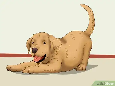 Image titled Select a Labrador Retriever Step 14