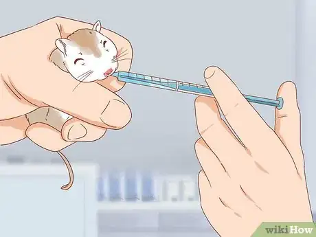 Image titled Treat Head Tilt in Gerbils Step 7