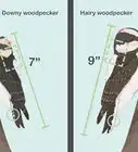 Attract Downy Woodpeckers
