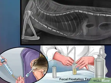 Image titled Handle Lung Fluke Infections in Cats Step 2