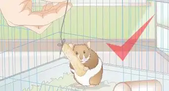 Make Hamster Treats