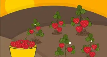 Grow Strawberries