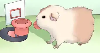 Make Sure Your Guinea Pig Is Happy